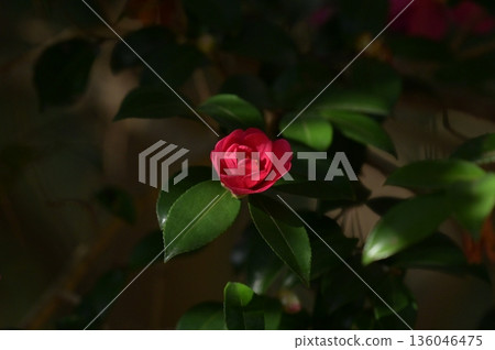 紅山茶 136046475
