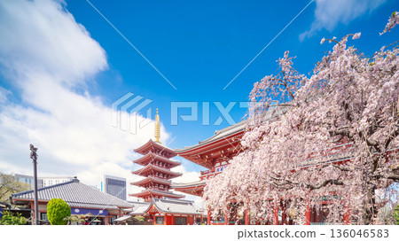 春天的淺草寺,五重塔和櫻花 春天的淺草寺,五重塔和櫻花 136046583