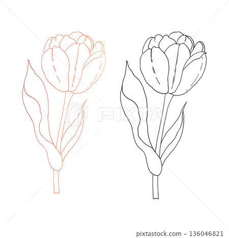 Vector tulip flower. Graphic easter hand drawn illustration isolated on background. Botanical and wedding, baby clip art. For greeting card, wallpaper, wrapping paper design, textile, scrapbooking Vector tulip flower. Graphic easter hand drawn illustration isolated on background. Botanical and wedding, baby clip art. For greeting card, wallpaper, wrapping paper design, textile, scrapbooking 136046821