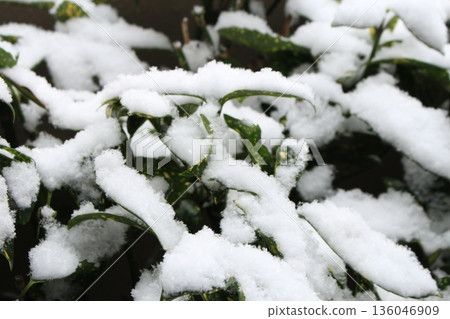 我拍了一張被雪覆蓋的植物葉子的照片。 我拍了一張被雪覆蓋的植物葉子的照片。 136046909