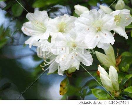 白杜鵑花 白杜鵑花 136047434