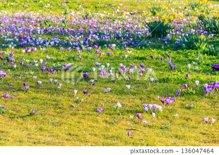 Purple crocus flowers on the lawn at spring Purple crocus flowers on the lawn at spring 136047464