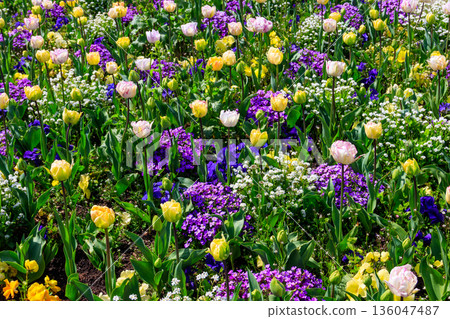 Colorful beautiful spring flowers on flowerbed in the garden Colorful beautiful spring flowers on flowerbed in the garden 136047487