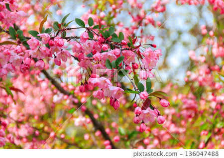 Pink blossoming cherry tree in garden at spring Pink blossoming cherry tree in garden at spring 136047488