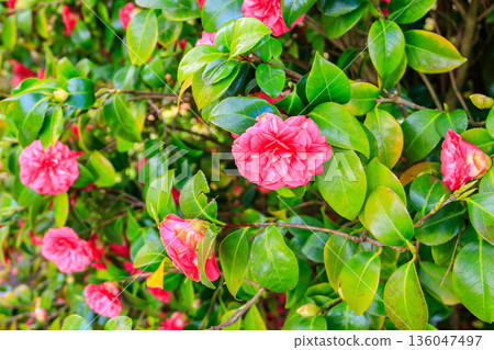 Beautiful blooming camellia tree in park 136047497