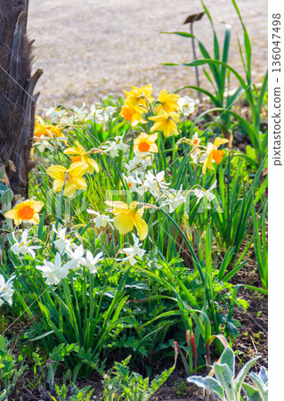 Daffodil flowers in a garden. Beautiful narcissus on flowerbed Daffodil flowers in a garden. Beautiful narcissus on flowerbed 136047498