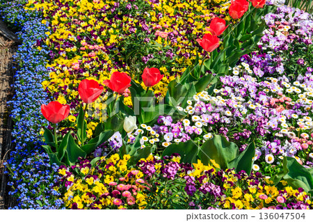Colorful beautiful spring flowers on flowerbed in the garden Colorful beautiful spring flowers on flowerbed in the garden 136047504
