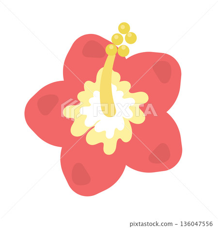 Hibiscus (red) illustration Hibiscus (red) illustration 136047556