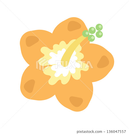 Hibiscus (orange) illustration Hibiscus (orange) illustration 136047557