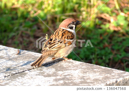 sparrow on the ground 136047568