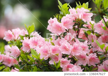 Pink azalea Pink azalea 136047627