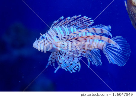 fish魚 fish魚 136047849