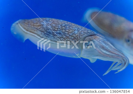 Syria Keika 136047854