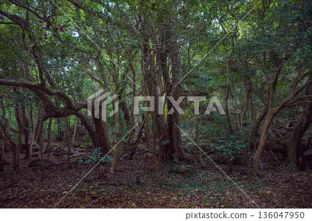 島根出雲立石神社神林 136047950