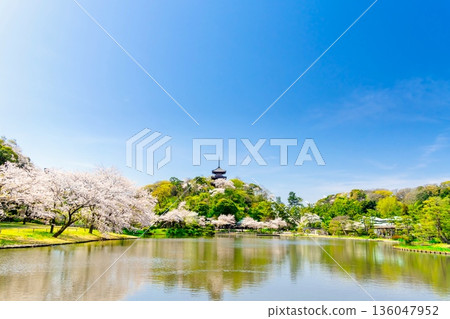 橫濱三溪園櫻花盛開。 橫濱三溪園櫻花盛開。 136047952