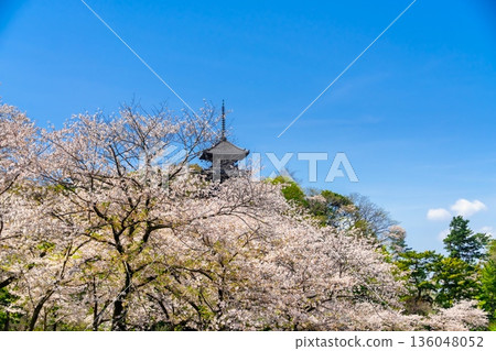 橫濱三溪園櫻花盛開。 136048052