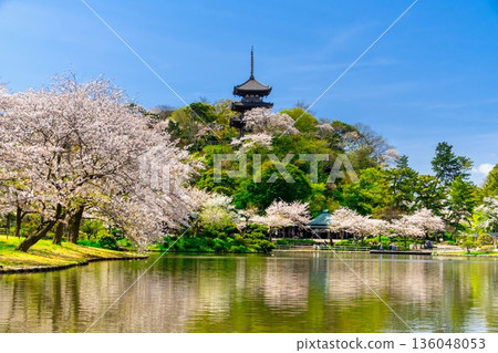 橫濱三溪園櫻花盛開。 136048053