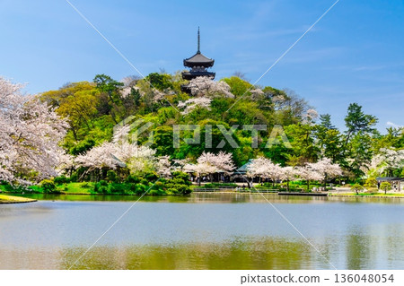 橫濱三溪園櫻花盛開。 136048054