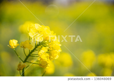 Rapeseed field Rapeseed field 136048069