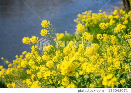 Rapeseed field 136048071