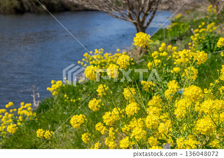 Rapeseed field 136048072