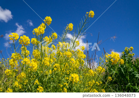 Rapeseed field Rapeseed field 136048073