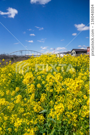 Rapeseed field 136048084