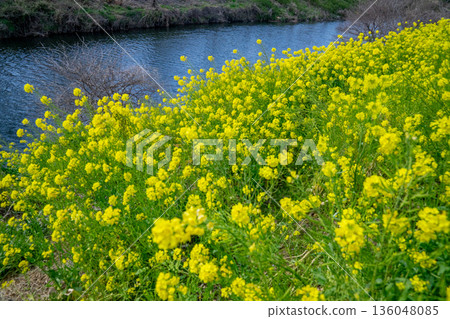 Rapeseed field 136048085