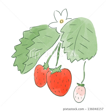 草莓果實和葉子的柔和手繪水彩插圖 草莓果實和葉子的柔和手繪水彩插圖 136048157