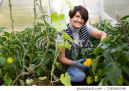 Mature woman is picking of yellow pepper in hothouse Mature woman is picking of yellow pepper in hothouse 136048246