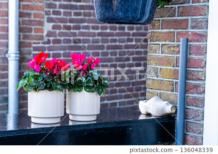 Cyclamen Flowers on porch House window garden outdoor Cyclamen Flowers on porch House window garden outdoor 136048339