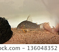 Corydoras swimming in the sand on the bottom of the aquarium 136048352