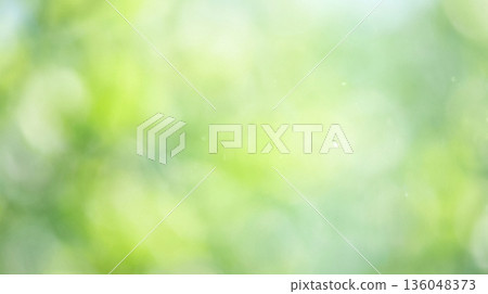 Spring background image of sunlight filtering through the leaves 136048373