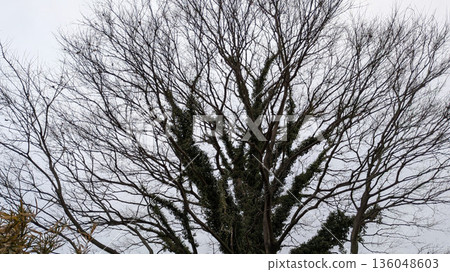 河岸邊的枯樹 河岸邊的枯樹 136048603