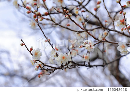 White plum blossoms in Tokiwa Park White plum blossoms in Tokiwa Park 136048638