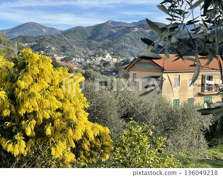 Spring mimosa flowers bloom on tree in courtyard of house in mountains of Italy on a sunny day, Liguria in winter. Traditional buildings. Background for design. Spring mimosa flowers bloom on tree in courtyard of house in mountains of Italy on a sunny day, Liguria in winter. Traditional buildings. Background for design. 136049218