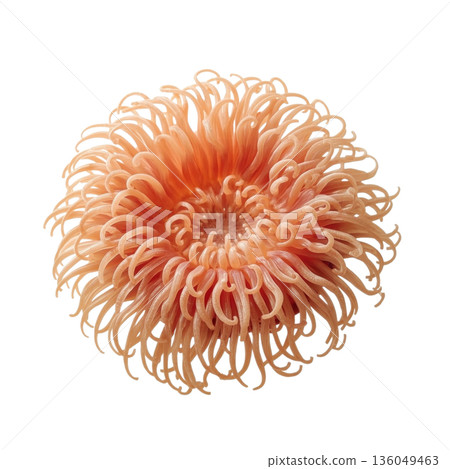 Close up View of a Bright Sea Anemone Expanding Its Tentacles in a Marine Environment During Daylight Hours 136049463