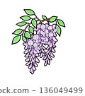 Wisteria 136049499