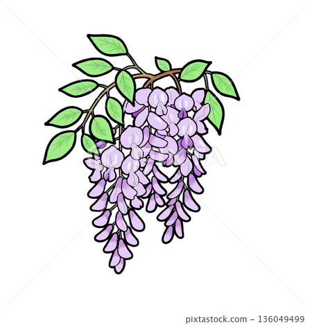 Wisteria 136049499