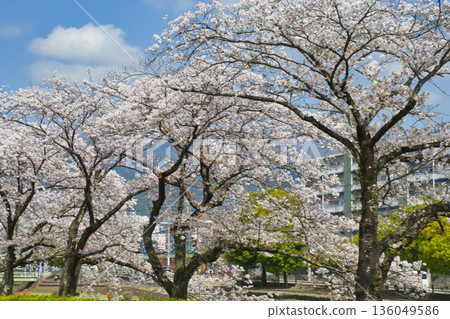 [Kanagawa Prefecture] Cherry blossom trees along the Mizunashi River 136049586