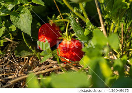 Bright red strawberries peek out from beneath lush green leaves in a sunlit garden, capturing the essence of summers bounty and freshness Bright red strawberries peek out from beneath lush green leaves in a sunlit garden, capturing the essence of summers bounty and freshness 136049675