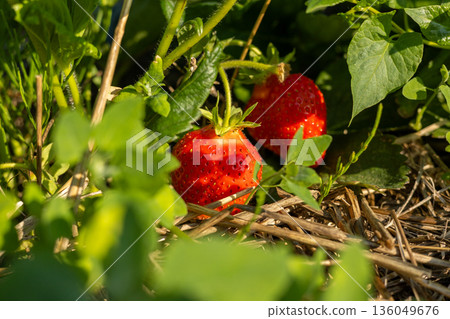 Juicy strawberries rest among vibrant green leaves, glistening in the warm sunlight, highlighting a bountiful harvest in midsummer's embrace Juicy strawberries rest among vibrant green leaves, glistening in the warm sunlight, highlighting a bountiful harvest in midsummer's embrace 136049676