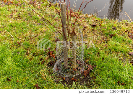 Two young trees stand tall, shielded by wire mesh in a grassy area beside a calm pond, with fallen leaves scattered around them 136049713