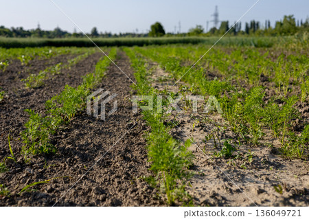 Green carrot tops stretch towards the sky in a sunlit field, showcasing the promise of a bountiful harvest amidst fertile soil Green carrot tops stretch towards the sky in a sunlit field, showcasing the promise of a bountiful harvest amidst fertile soil 136049721