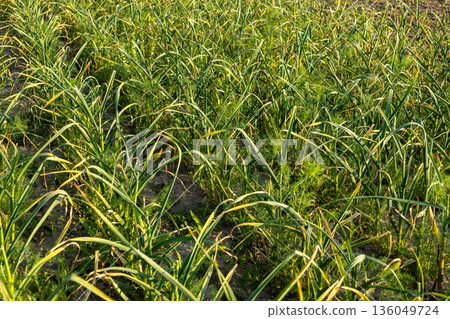 Vibrant garlic plants stretch across the ground, basking in the golden sunlight of a late afternoon in a tranquil countryside setting Vibrant garlic plants stretch across the ground, basking in the golden sunlight of a late afternoon in a tranquil countryside setting 136049724