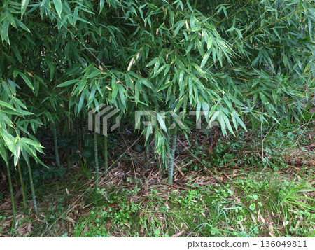 Lush green bamboo grove with tall, slender stems and dense foliage, captured in close-up against grassy background. Image emphasizes texture and freshness of plant in natural habitat. 136049811