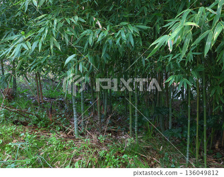 Lush green bamboo grove with tall, slender stems and dense foliage, captured in close-up against grassy background. Image emphasizes texture and freshness of plant in natural habitat. Lush green bamboo grove with tall, slender stems and dense foliage, captured in close-up against grassy background. Image emphasizes texture and freshness of plant in natural habitat. 136049812