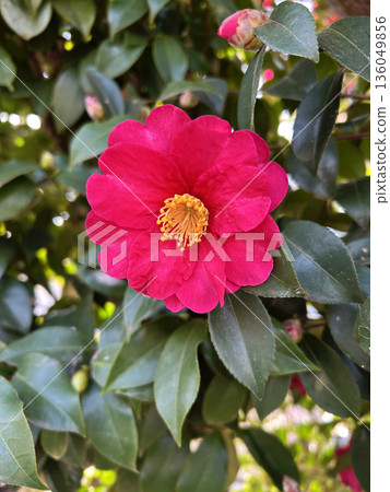 Red flower of flower arrangement Red flower of flower arrangement 136049856