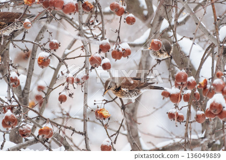 A male fieldfare eats rowan berries on a tree branch in winter. Winter birds in the city. 136049889