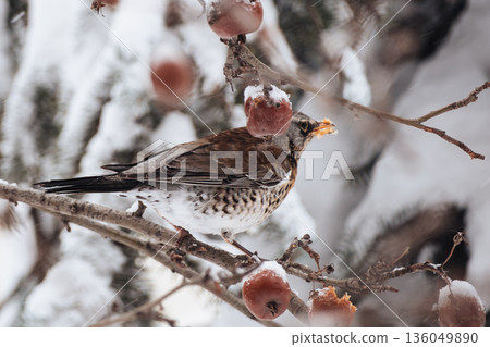 A male fieldfare eats rowan berries on a tree branch in winter. Winter birds in the city. 136049890